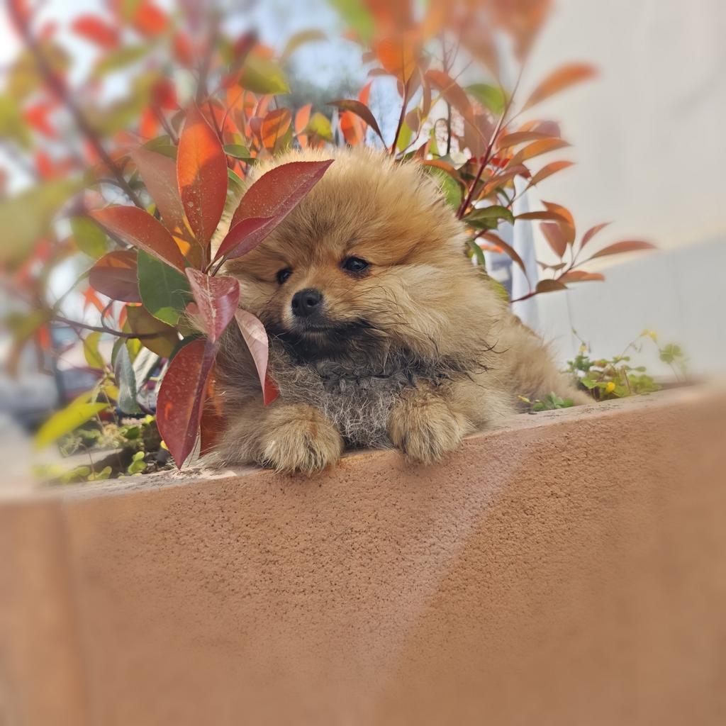 Pomeriaan pups, Dieren en Toebehoren, Honden | Poolhonden, Keeshonden en Oertypen, Particulier, Keeshond, 15 weken tot 1 jaar