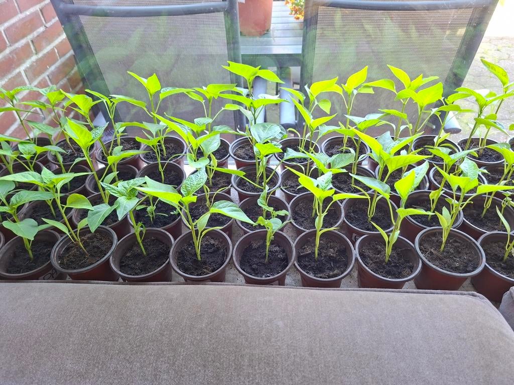 Diverse moestuin plantjes te koop, Ophalen, Eenjarig, Groenteplanten, Volle zon