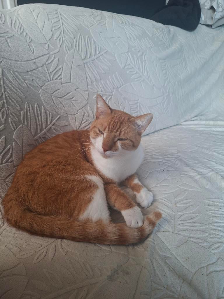 Gouden mandje gezocht, Kater, 3 tot 5 jaar