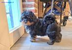 Kennel de Hoeve voor maltipoo en andere langharige puppy's, Nederland, 8 tot 15 weken, Meerdere, Meerdere dieren