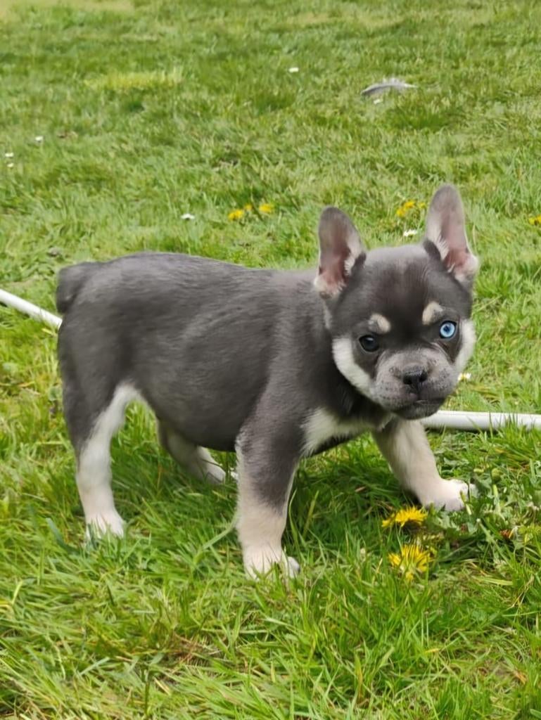 Franse bulldog puppys met stamboom, Dieren en Toebehoren, Honden | Bulldogs, Pinschers en Molossers, Parvo, Reu, 8 tot 15 weken