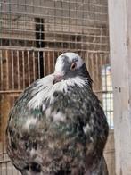 Gaditanos spaanse kroppers, Meerdere dieren, Overige soorten