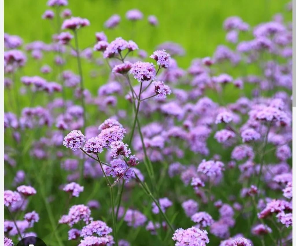 Verbena bonariensis, Ophalen, Overige soorten, Volle zon