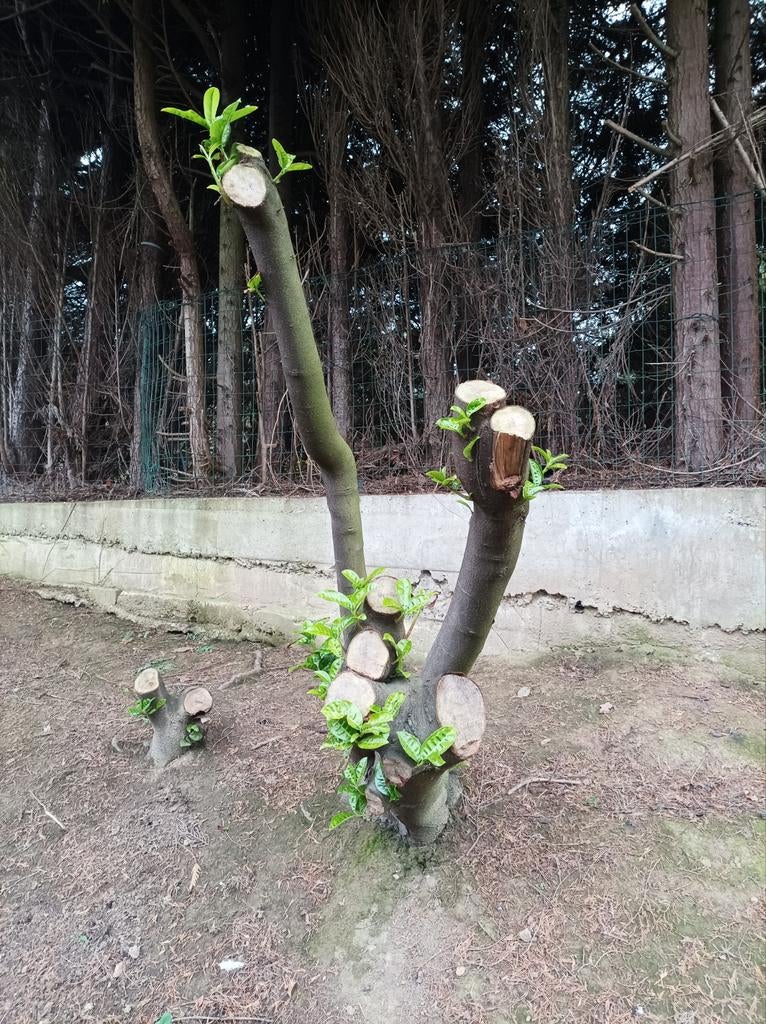 Laurier planten struiken struik haag heg tuin terras, Tuin en Terras, Planten | Struiken en Hagen, Ophalen, Laurier, 100 tot 250 cm