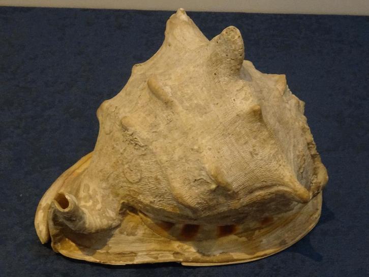 schelp gehoornde helmschelp grote cassis cornuta 1633 gram, Verzamelen, Mineralen en Fossielen, Schelp(en), Ophalen of Verzenden