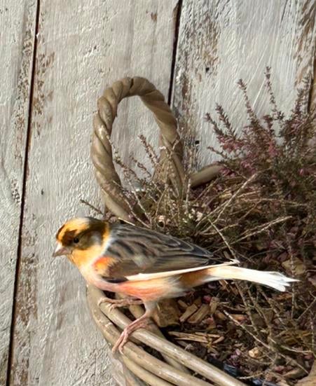 Rood mozaïek kanarie man 2025, Dieren en Toebehoren, Vogels | Kanaries, Mannelijk, Kleurkanarie