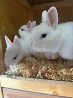 Dwerg blauw oog pooltjes, Dieren en Toebehoren, Konijnen, Meerdere dieren, Dwerg