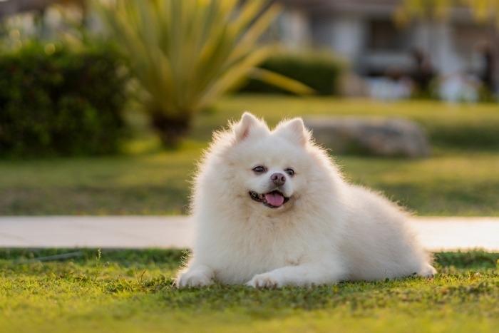 Twee Pomeriaan hondjes 6 jaar oud, Dieren en Toebehoren, Honden | Poolhonden, Keeshonden en Oertypen, 6 jaar of ouder, Keeshond