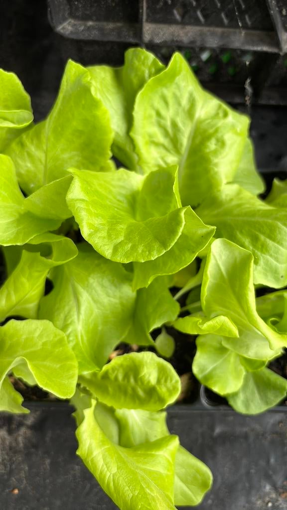Slaplantjes sla plantjes, Tuin en Terras, Ophalen of Verzenden, Volle zon