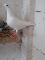 Te koop 2 jonge postduiven van 2026, Dieren en Toebehoren, Geslacht onbekend, Postduif