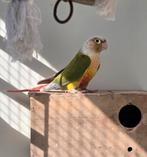 Pyrruha / Groenwangparkiet (Pineapple) – Pop, Vrouwelijk, Dwergpapegaai of Agapornis, Geringd