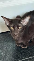 Oosterse korthaar poes Havanna Brown, Dieren en Toebehoren, Katten en Kittens | Raskatten | Korthaar, Poes, Met stamboom, 0 tot 2 jaar