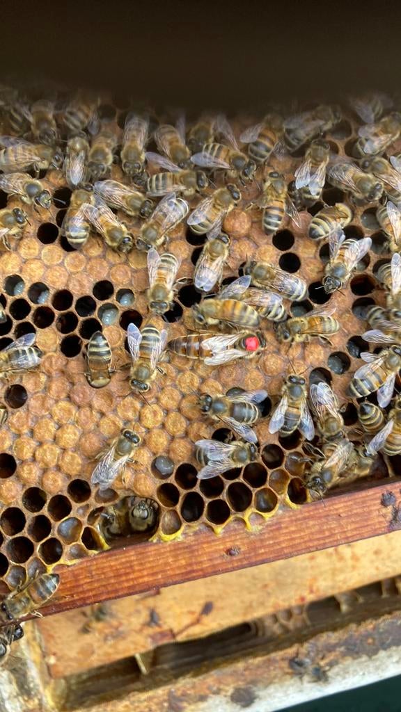 Buckfast bijenvolken tekoop, Dieren en Toebehoren, Bijen