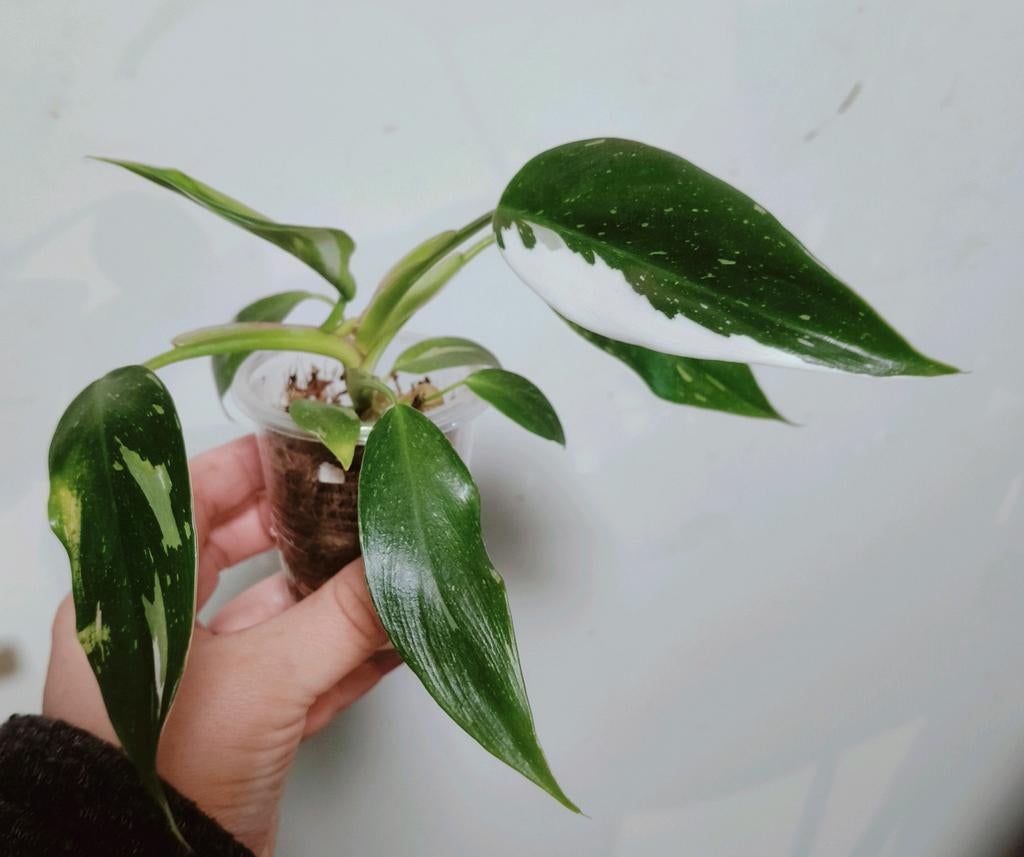 Philodendron white Princess, Ophalen of Verzenden, Halfschaduw, Minder dan 100 cm