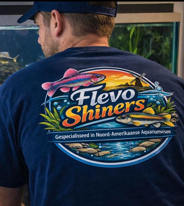 – Rainbow shiners – Yellow fin shiners |, Dieren en Toebehoren, Vissen | Aquariumvissen, Vis, Schoolvis