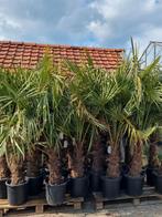MOOIE GOED GEWORTELDE WINTERHARDE TRACHYCARPUS PALMEN., Halfschaduw, Lente, 100 tot 250 cm, Palmboom
