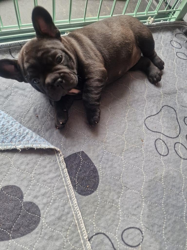 Franse buldogs,, Dieren en Toebehoren, België, Particulier, 8 tot 15 weken, CDV (hondenziekte)