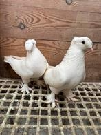 Takla, Dieren en Toebehoren, Tuimelaar of Roller