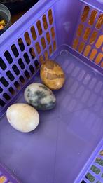 Stenen eieren, Ophalen