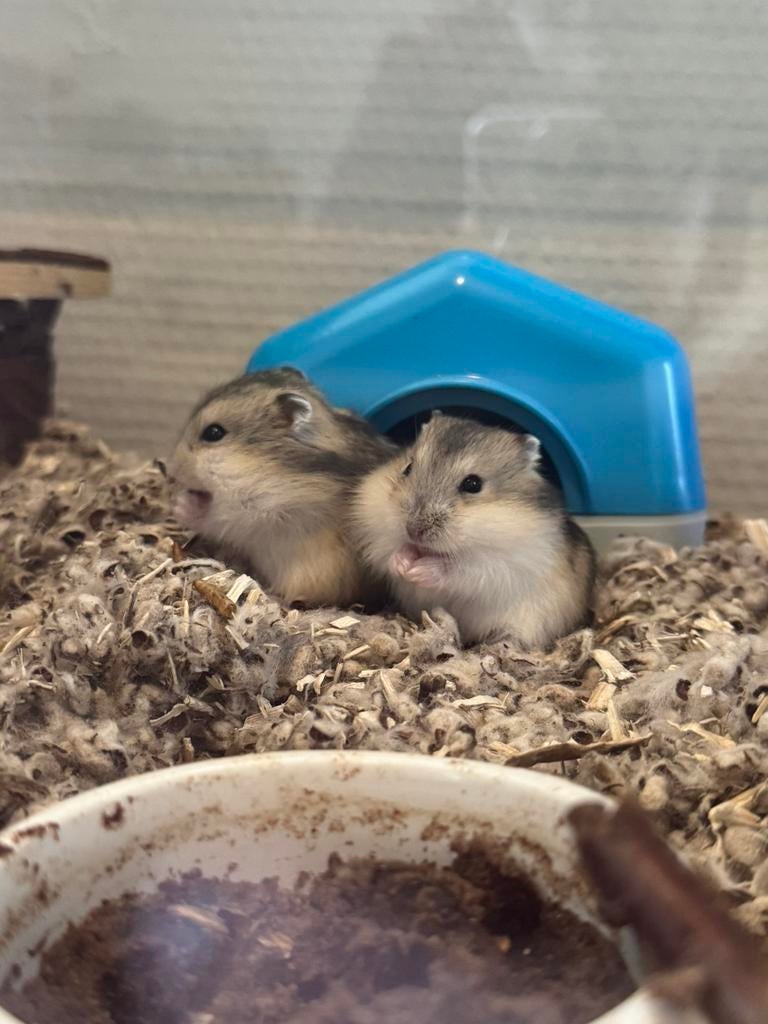 hele lieve, tamme dwerghamsters zijn opzoek naar huisje…, Dieren en Toebehoren, Knaagdieren, Hamster, Maart, Meerdere dieren, Tam