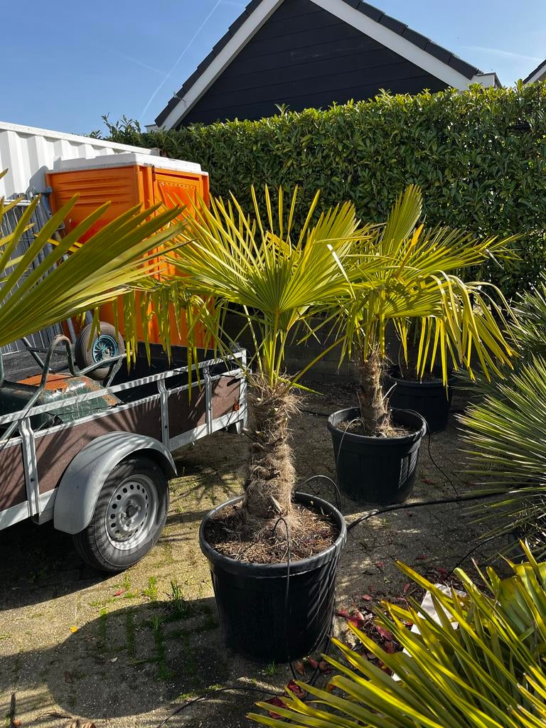 Winterharde palmboom - Trachycarpus fortunei, Tuin en Terras, Planten | Bomen, 100 tot 250 cm, Zomer, Palmboom, Ophalen