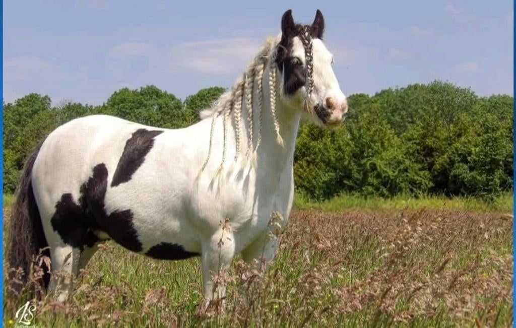 Verzorger gezocht, Ophalen of Verzenden