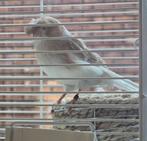 Gloster Crested canary ready to make eggs, Couple ️, Dieren en Toebehoren, Meerdere dieren