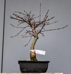 Bonsai Acer Palmatum 32cm, Bloeit niet, Halfschaduw, Minder dan 100 cm, Overige soorten