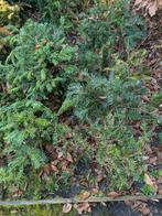 Taxusstruikjes, Tuin en Terras, Planten | Struiken en Hagen, Ophalen, Taxus, Struik, Minder dan 100 cm