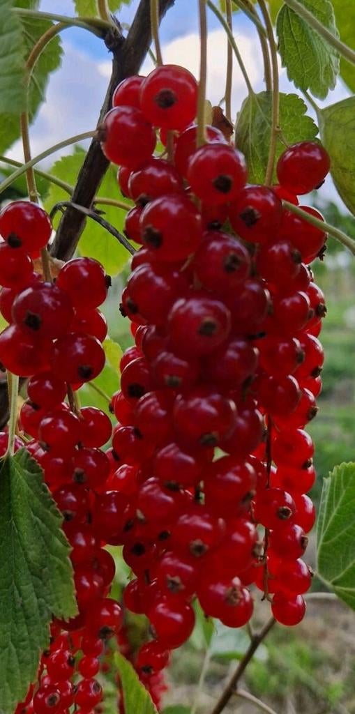 Rode bessen planten ..🎂⭐️.Fruitplant  p st, Tuin en Terras, Planten | Fruitbomen, Ophalen, In pot