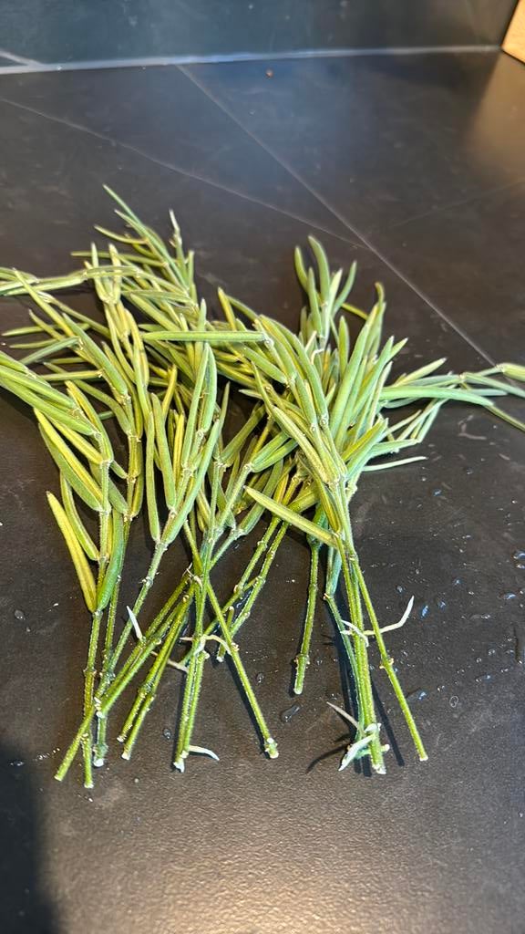 Hoya Linearis, Ophalen of Verzenden, Halfschaduw, Minder dan 100 cm