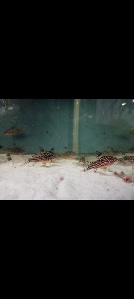 Corydora napoensis, Dieren en Toebehoren, Vissen | Aquariumvissen
