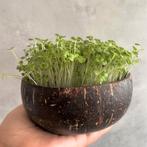 Coconut Grow Kit - Bowl, Soil & Surprise Seed, Ophalen of Verzenden