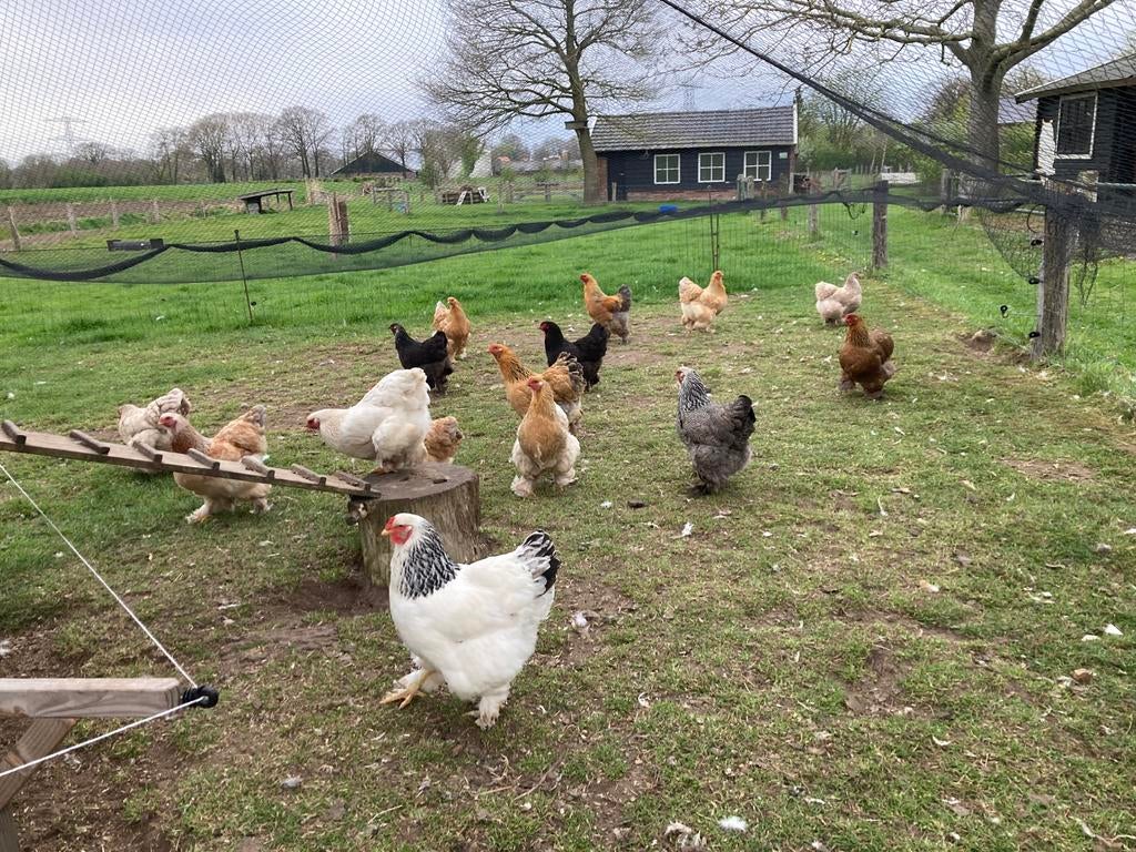 Broedeieren van de Brahma kip te koop, Dieren en Toebehoren, Pluimvee, Geslacht onbekend, Kip