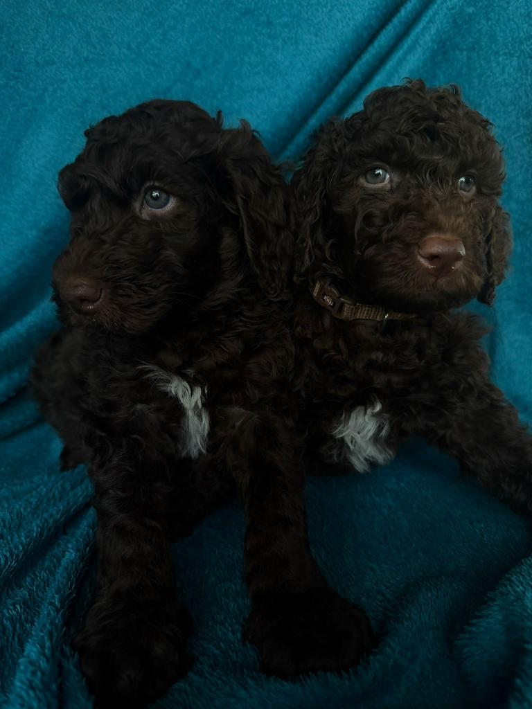 Geweldige bruine medium Australian Labradoodle pups geboren, Parvo, Overige rassen, 8 tot 15 weken, Meerdere