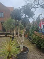 Prachtige dikke meerstammige olijfboom (ponpon) 220cm, Volle zon, Ophalen of Verzenden, 100 tot 250 cm, Olijfboom