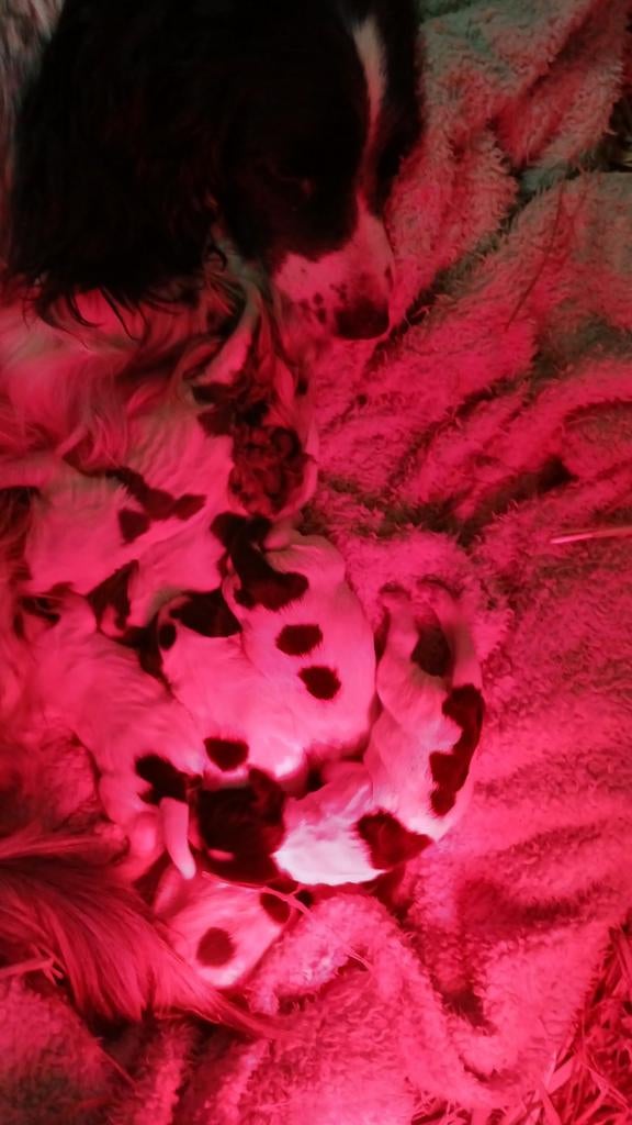 Engelse spaniel  springer pups met stamboom, Dieren en Toebehoren, Honden | Retrievers, Spaniëls en Waterhonden, Meerdere dieren