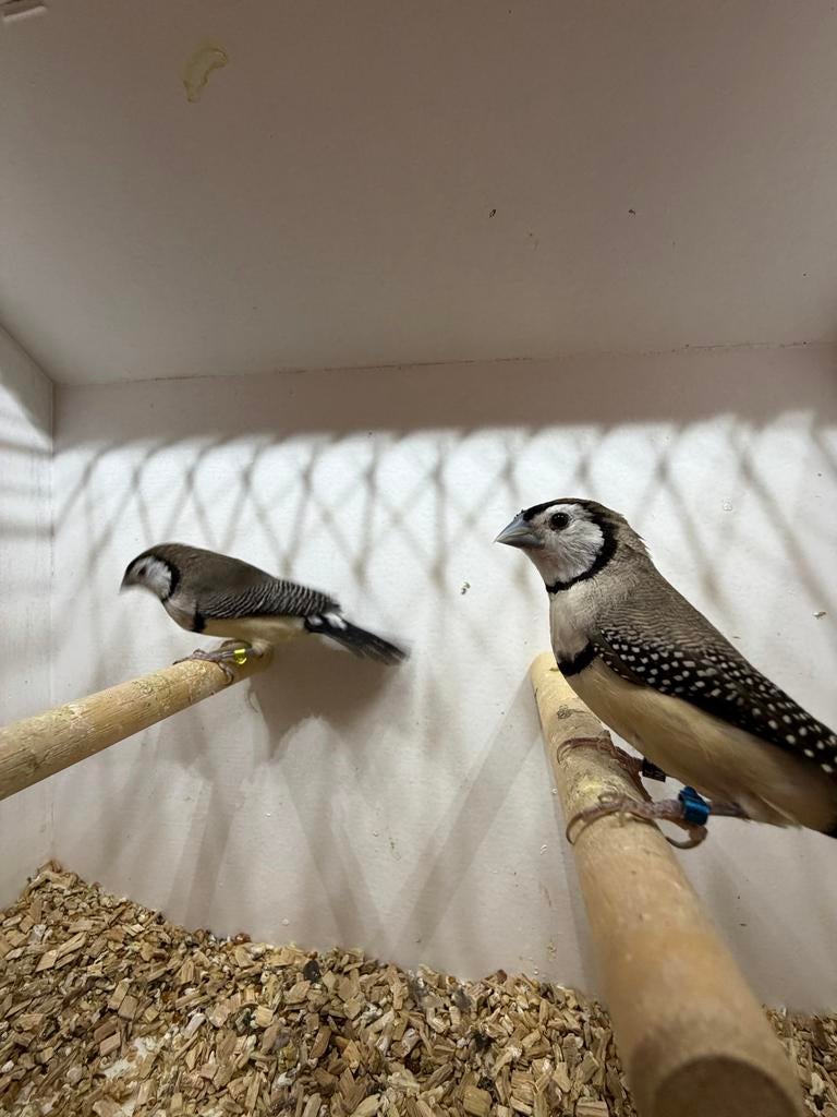 Bichenows ruilen, Dieren en Toebehoren, Vogels | Overige Vogels, Meerdere dieren, Tropenvogel, Geringd