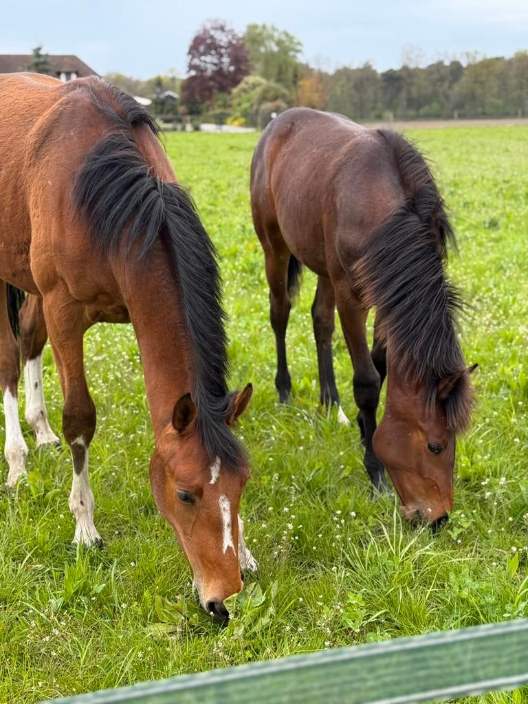 Pensionstalling paarden, opfok & pensioen in Overloon, Dieren en Toebehoren, Weidegang, 4 paarden of pony's of meer