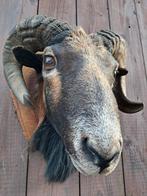 Stoere Vintage Ramkop  – Taxidermie  - opgezet - landelijk, Ophalen of Verzenden, Gebruikt, Wild dier, Opgezet dier