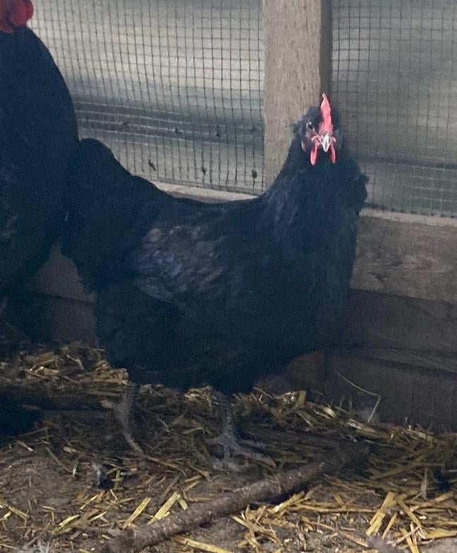 Jersey Giant, Dieren en Toebehoren, Pluimvee, Vrouwelijk, Kip