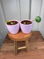 gratis op te halen pilea mojito pups, Ophalen, Overige soorten, Halfschaduw, Minder dan 100 cm