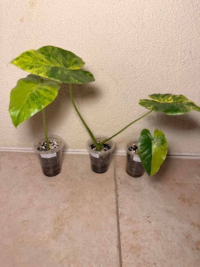 Alocasia macrorrhiza aurea vatiegata, Huis en Inrichting, Kamerplanten, Ophalen of Verzenden, Halfschaduw, Minder dan 100 cm