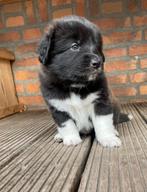 Australian Shepherd x Toller pups - Reutjes beschikbaar, Dieren en Toebehoren, Parvo, Overige rassen, 8 tot 15 weken, Meerdere