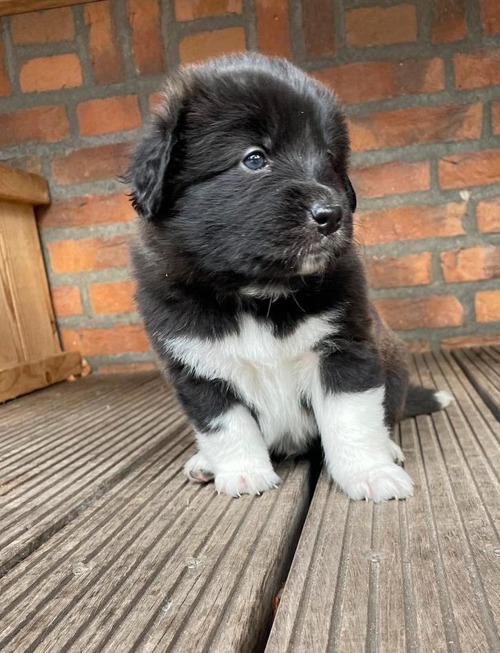 Australian Shepherd x Toller pups - Reutjes beschikbaar, Dieren en Toebehoren, Honden | Retrievers, Spaniëls en Waterhonden, Meerdere dieren