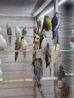 Diverse valkparkieten, Dieren en Toebehoren, Vogels | Parkieten en Papegaaien, Meerdere dieren, Parkiet