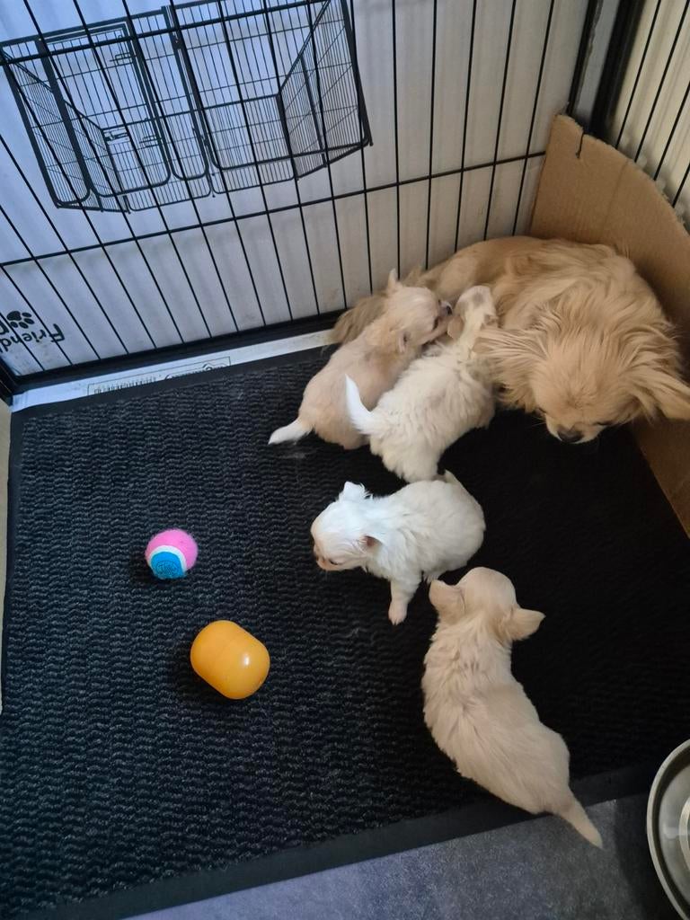 Super  mooie raszuiver  chihuahua pupjes, 8 tot 15 weken, Meerdere, Meerdere dieren, Chihuahua