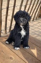 Aussidoodle pups, Parvo, België, Particulier, 8 tot 15 weken