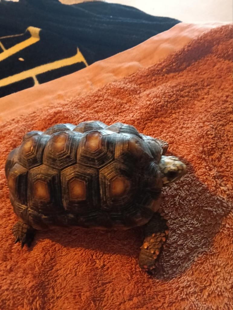 Te koop 2 mooie kolenbranders , landschildpadden Tortoise - unknown for sale from saschapigmans