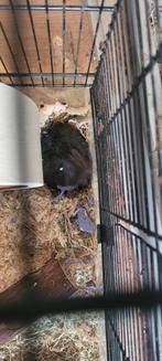 Goudhamster / syrische hamster, Dieren en Toebehoren, Vogels | Overige Vogels, Mannelijk
